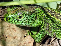 Mâle lézard des souches
