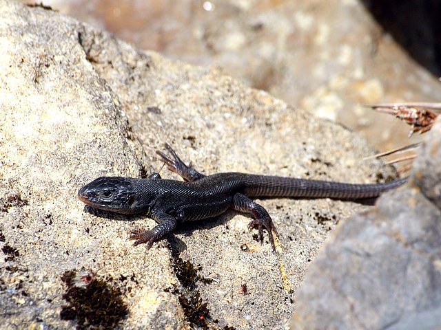 Lzard mlanique