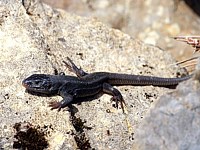Lézard mélanique