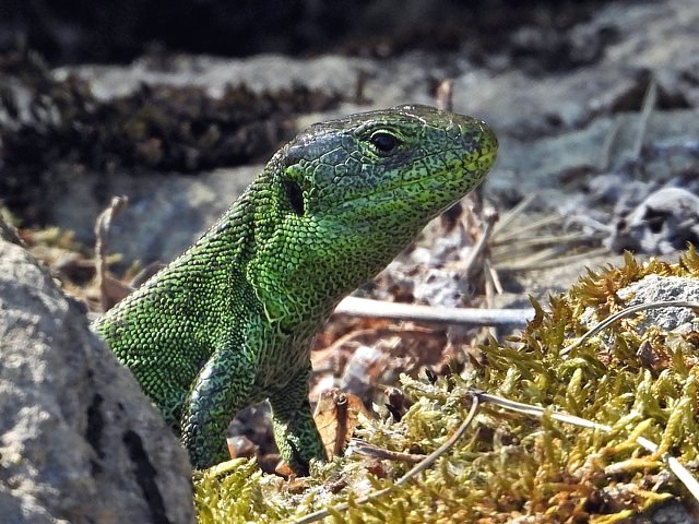 Lzard agile, lzard des souches