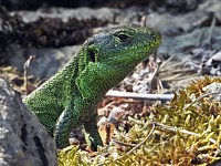 Lézard des souches