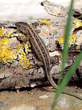 Lézard agile, femelle