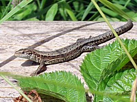 Lézard vivipare, mâle