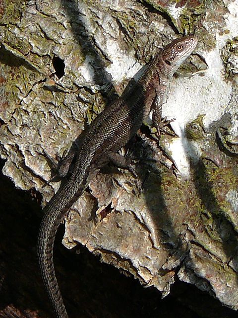 Lzard vivipare, femelle