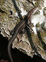 Lézard vivipare, femelle, lacerta  vivipara