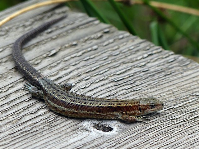 Lzard vivipare, lacerta vivipara
