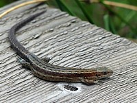 Lézard vivipare, lacerta  vivipara