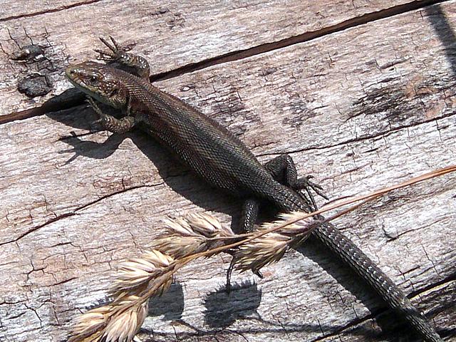 Lézard vivipare, lacerta vivipara