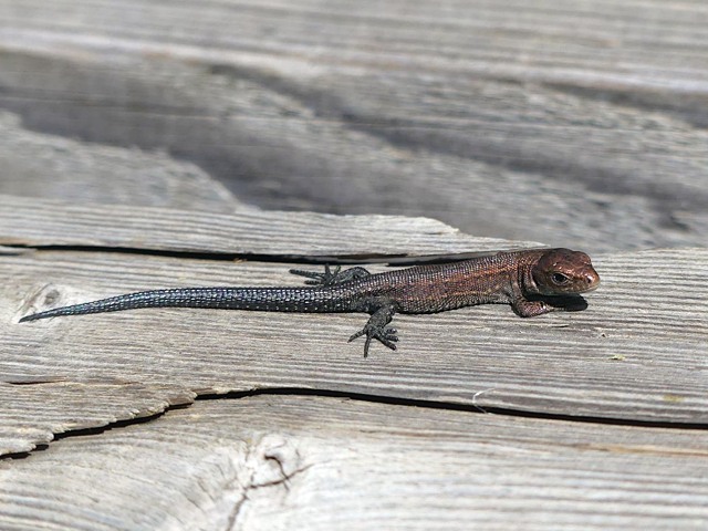 Jeune lzard vivipare