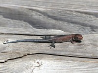 Jeune lézard vivipare