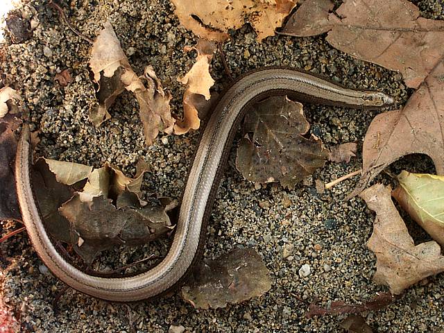 Orvet, anguis fragilis