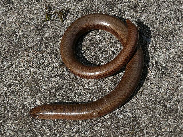 Orvet, anguis fragilis