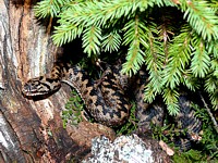 Vipère péliade, vipera berus