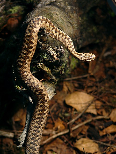 Vipère péliade, vipera berus