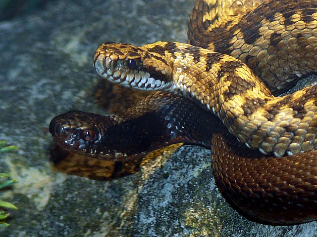Vipres pliades, vipera berus