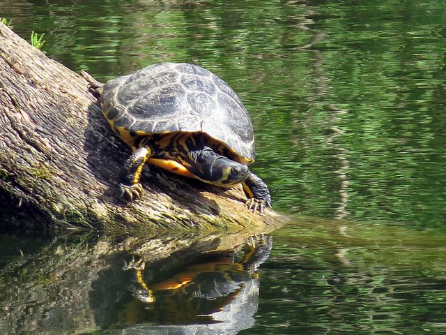 Trachemys scripta scripta