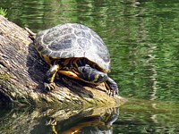 Trachemys scripta scripta
