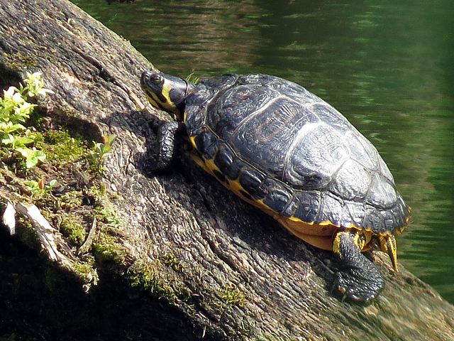 Trachemys scripta scripta