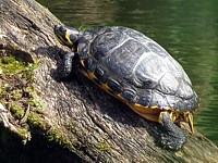 Trachemys scripta scripta