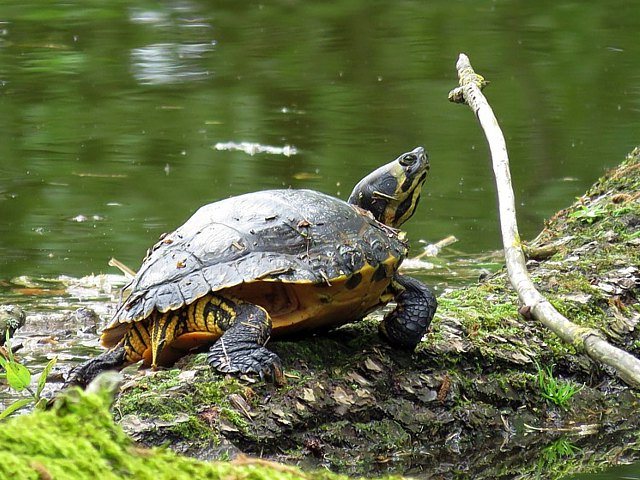 Tortue de Floride
