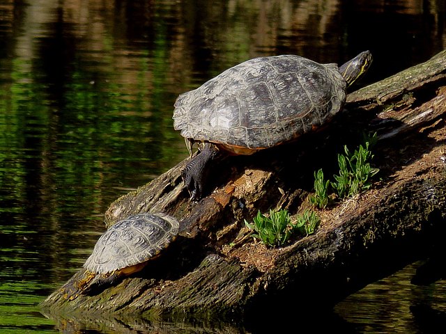 Trachemys scripta troostii
