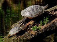 Trachemys scripta troostii