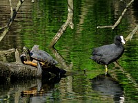 Trachemys scripta troostii