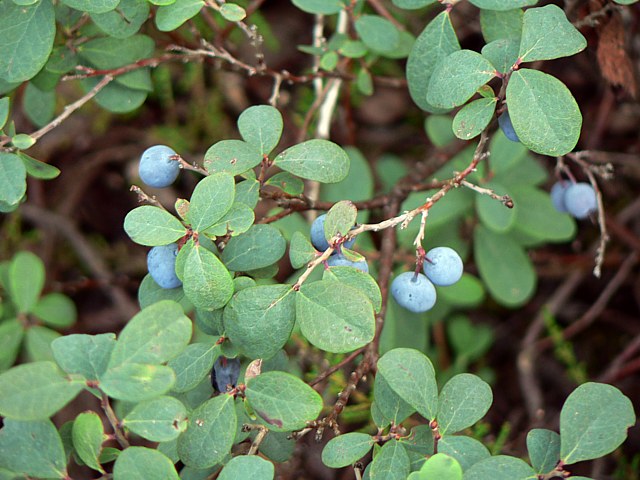 Airelle des marais, vaccinium uliginosum