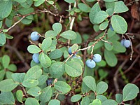 Airelle des marais, vaccinium uliginosum
