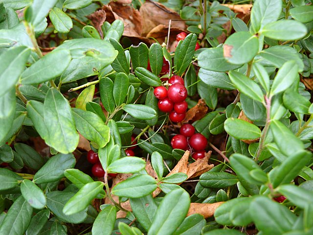 Airelle rouge, vaccinium vitis-idaea