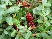 Airelle rouge, vaccinium vitis-idaea