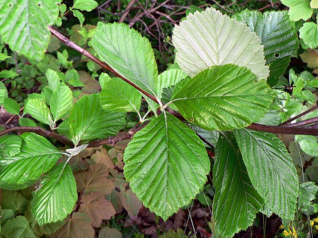 Alisier blanc, sorbus aria