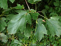 Alisier torminal, sorbus torminalis