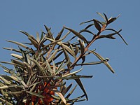 Argousier, hippophae rhamnoides