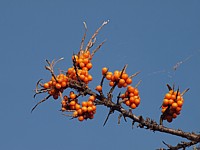 Argousier, les fruits
