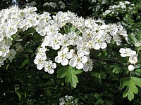 Aubépine monogyne, crataegus monogyna