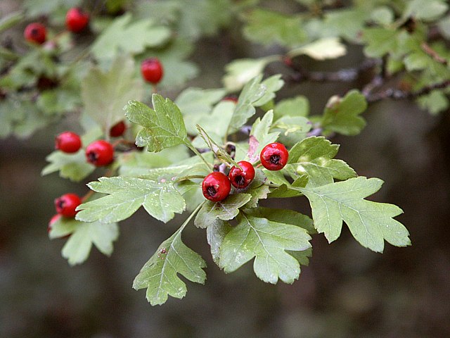 Aubpine monogyne, crataegus monogyna