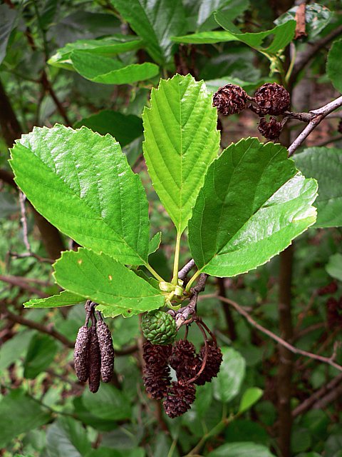 Aulne blanc, alnus incana