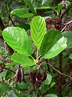 aulne blanc, alnus incana