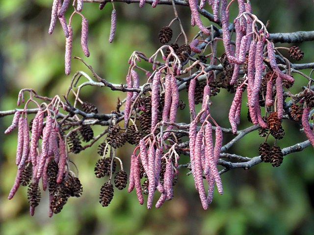 Chatons m�les, aulne blanc