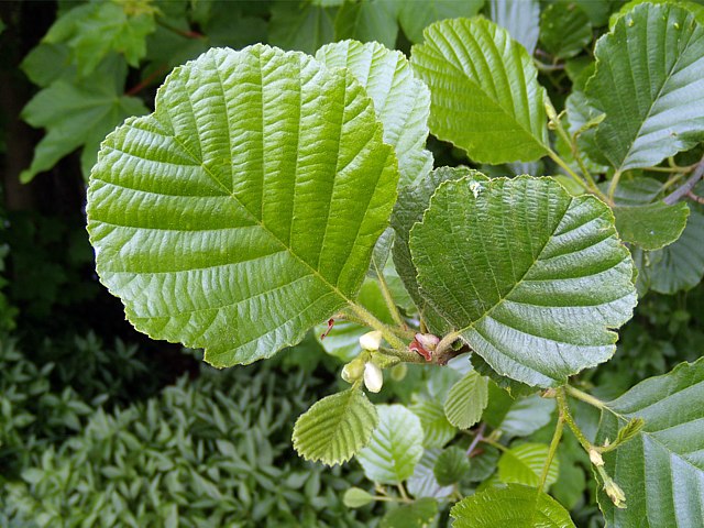 Aulne glutineux, alnus glutinosa