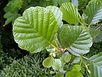 Aulne glutineux, alnus glutinosa