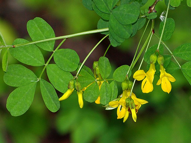 Baguenaudier, colutea arborescens