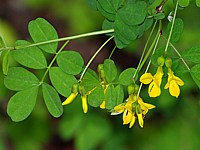 Baguenaudier, colutea arborescens