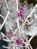 Chèvrefeuille à balais, lonicera xylosteum