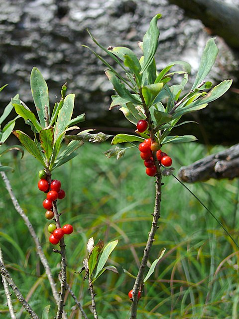 Bois-gentil, bois-joli, daphne mezereum