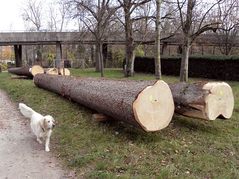 Mise en vente de bois