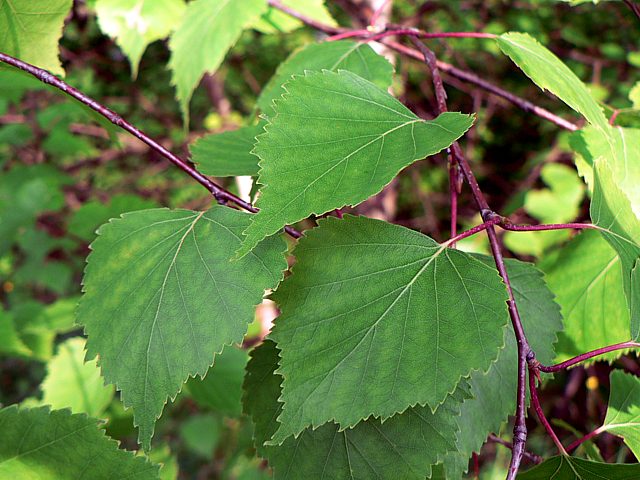 Bouleau verruqueux, betula pendula