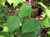 Bouleau verruqueux, betula pendula
