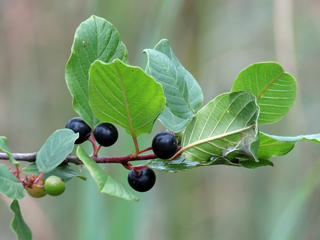 Bourdaine, rhamnus frangula